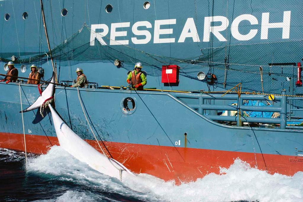 A whale tied to the side of Japanese Research vessel Yushin Maru No. 2 is dragged through the ocean in Mackenzie Bay, Antarctica, in this picture provided by Sea Shepherd Australia and taken February 15, 2013. Anti-whaling activists of the Sea Shepherd Conservation Group unsuccessfully tried to intervene in the transfer of the whale from a Japanese whaling vessel to another for more than nine hours, according to Sea Shepherd Conservation Group. Picture taken on February 15. Reuters/Glenn Lockitc © Sea Shepherd Conservation Society - copyright http://www.seashepherd.org